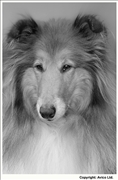 46. Faithful - Collie